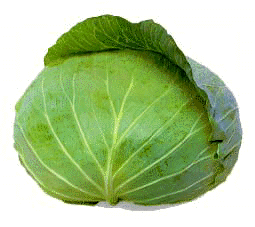 cabbage